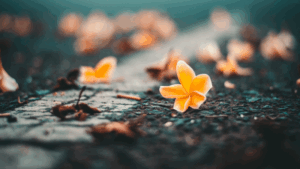 散りゆく花。イメージ画像